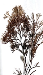 Melanthalia abscissa
