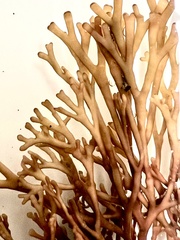 Melanthalia abscissa