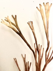 Melanthalia abscissa