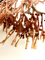 Melanthalia abscissa