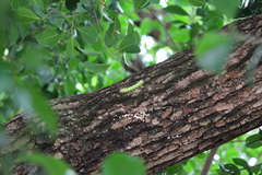 Saturnia pyretorum
