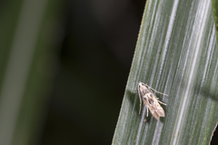 Ashibusa