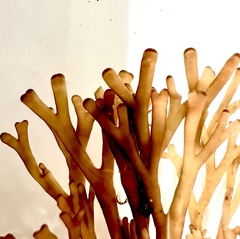Melanthalia abscissa