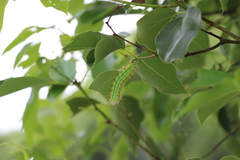 Saturnia pyretorum