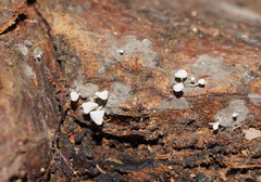 Physalacria australiensis