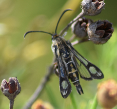 Chamaesphecia bibioniformis