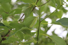 Saturnia pyretorum