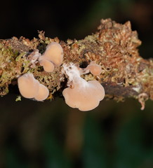 Lentinellus pulvinulus