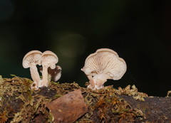 Lentinellus pulvinulus