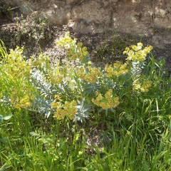 Euphorbia rigida