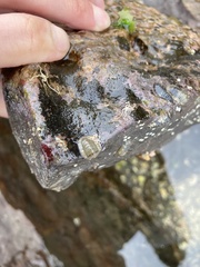 Ischnochiton comptus