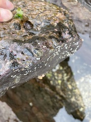 Ischnochiton comptus