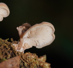 Lentinellus pulvinulus