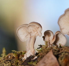 Lentinellus pulvinulus