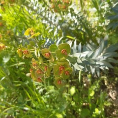 Euphorbia rigida