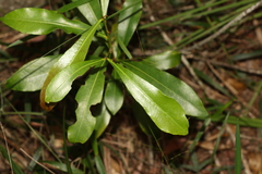 Planchonella chartacea