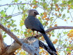 Corythaixoides concolor pallidiceps
