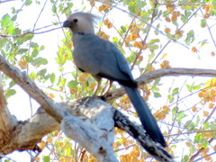 Corythaixoides concolor pallidiceps