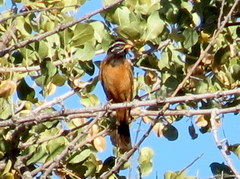 Emberiza tahapisi nivenorum