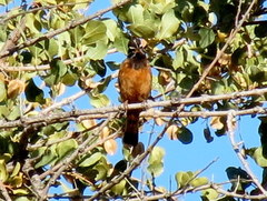 Emberiza tahapisi nivenorum