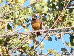 Emberiza tahapisi nivenorum
