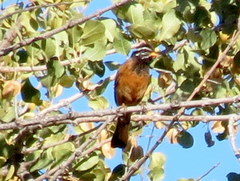 Emberiza tahapisi nivenorum