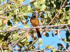 Emberiza tahapisi nivenorum