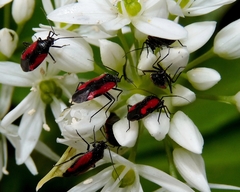 Dionconotus confluens