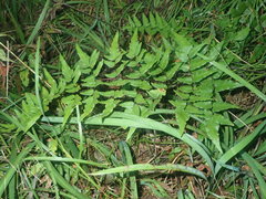 Pavonia columella