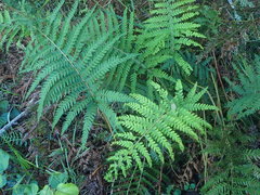 Polystichum incongruum