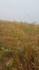 Monocymbium ceresiiforme