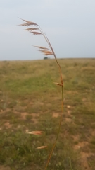 Monocymbium ceresiiforme