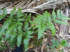 Pteris carsei