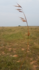 Monocymbium ceresiiforme