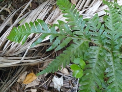 Pteris carsei