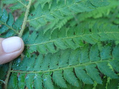 Polystichum incongruum