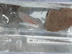 Acotylea