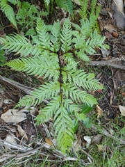 Pteris carsei
