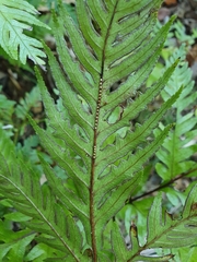 Pteris carsei