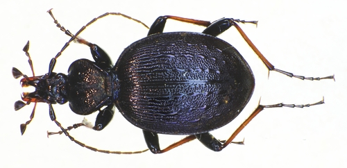 Cychre cristalisé