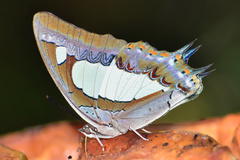 Polyura agraria