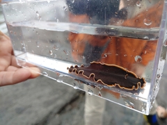 Callioplana marginata
