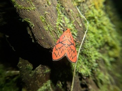 Aberrasine lichenshihi