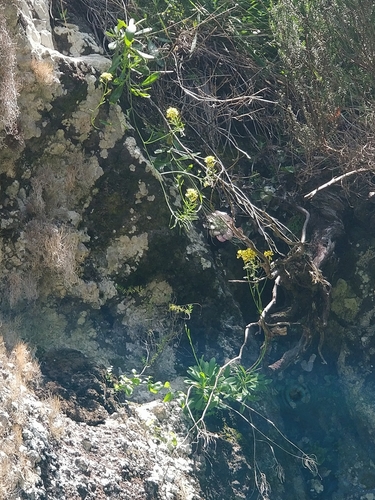 Image of Sinapidendron Frutescens (Sinapidendron frutescens) by (c) Vítor Jorge, some rights reserved (CC BY)