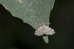 Chrioloba costimacula