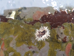 Patelloida saccharina