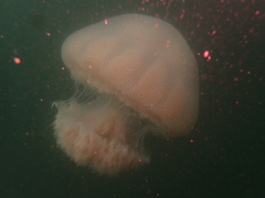 Rhopilema hispidum