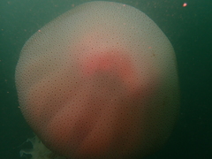 Rhopilema hispidum