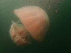 Rhopilema hispidum
