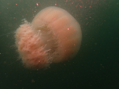 Rhopilema hispidum